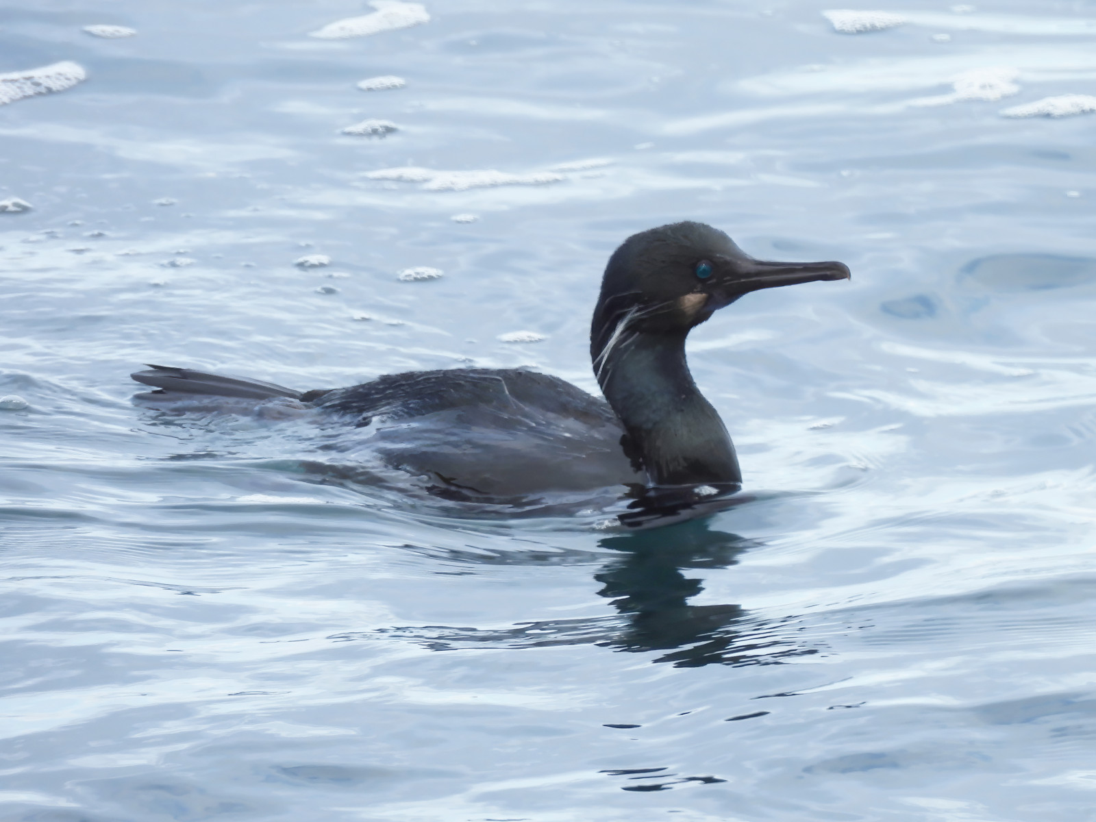 image Brandt's Cormorant